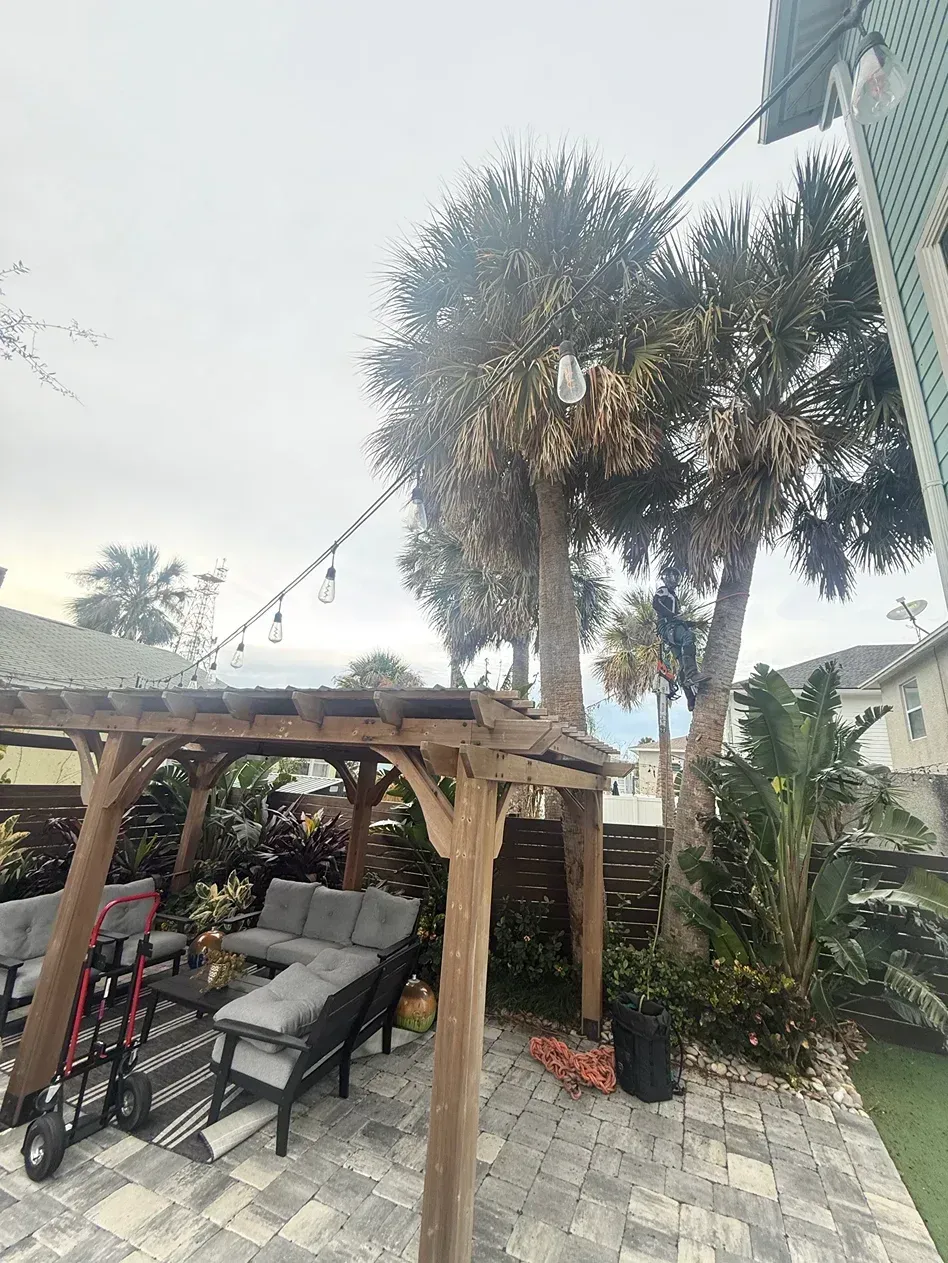 Backyard patio with wooden pergola, cushioned lounge chair, tall palm trees, and stone paver flooring
