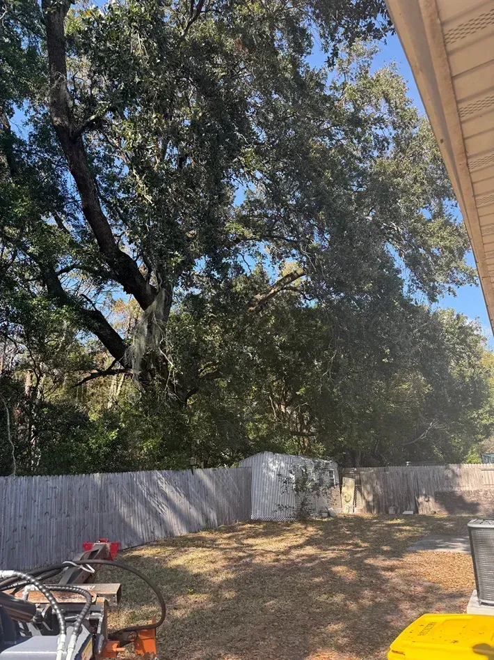 Backyard with large trees, white fence, and patio furniture under bright sunlight.