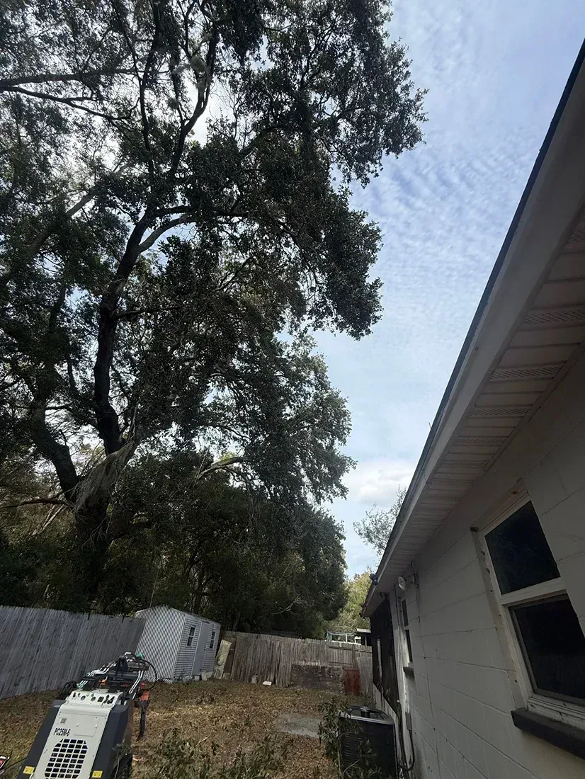 Backyard with tall trees, a white house wall, fence, and scattered debris under a cloudy sky