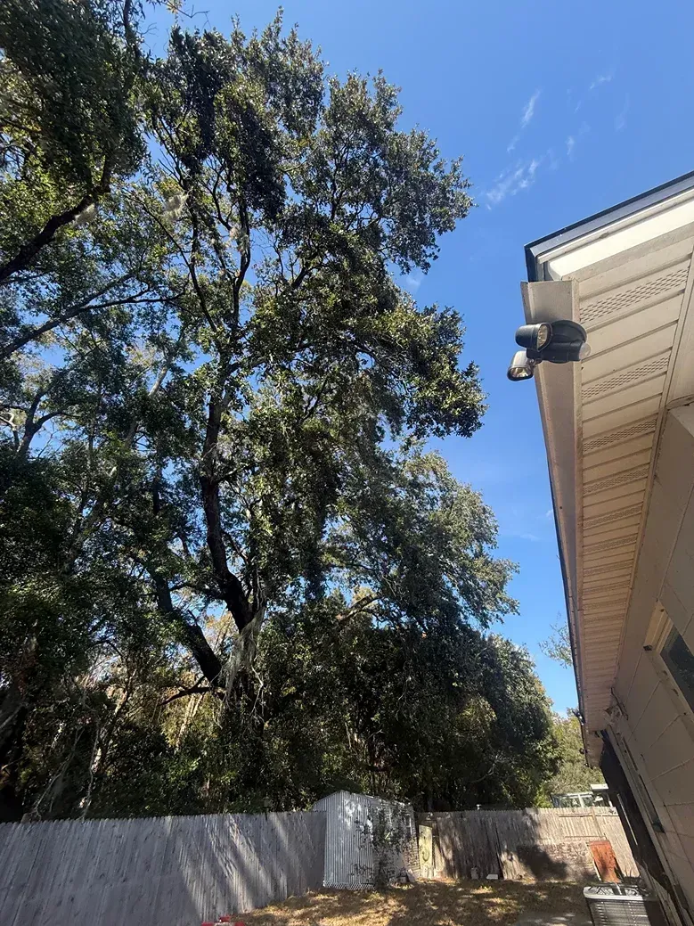 Tall tree beside a white fence and house eaves under a bright blue sky