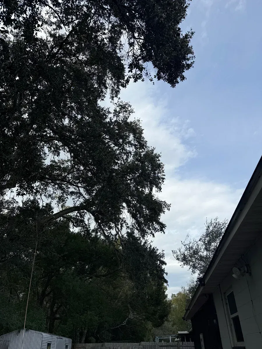 Tall trees over a house roofline beside a bright blue sky with clouds