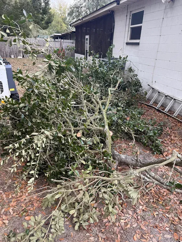 Pile of freshly cut tree branches and leaves beside a house in a yard