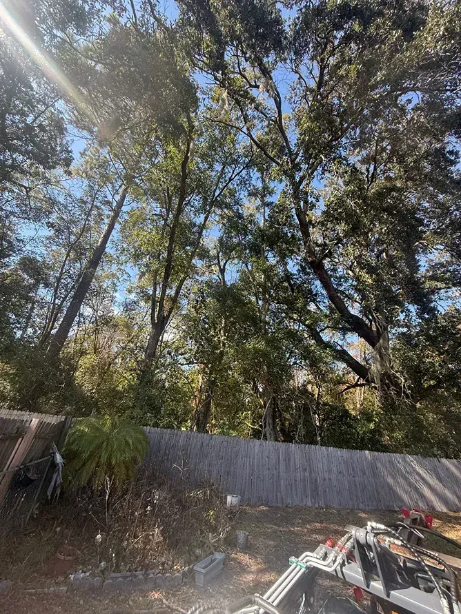 Tall trees above a backyard fence with sunlight streaming in and some yard equipment in the foreground.
