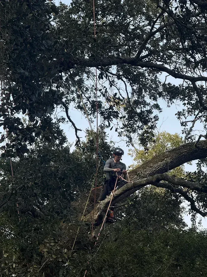 Person wearing a helmet sits on a large tree branch amid dense foliage.