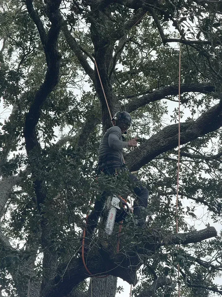 Person climbing a large tree amid dense foliage, secured by ropes