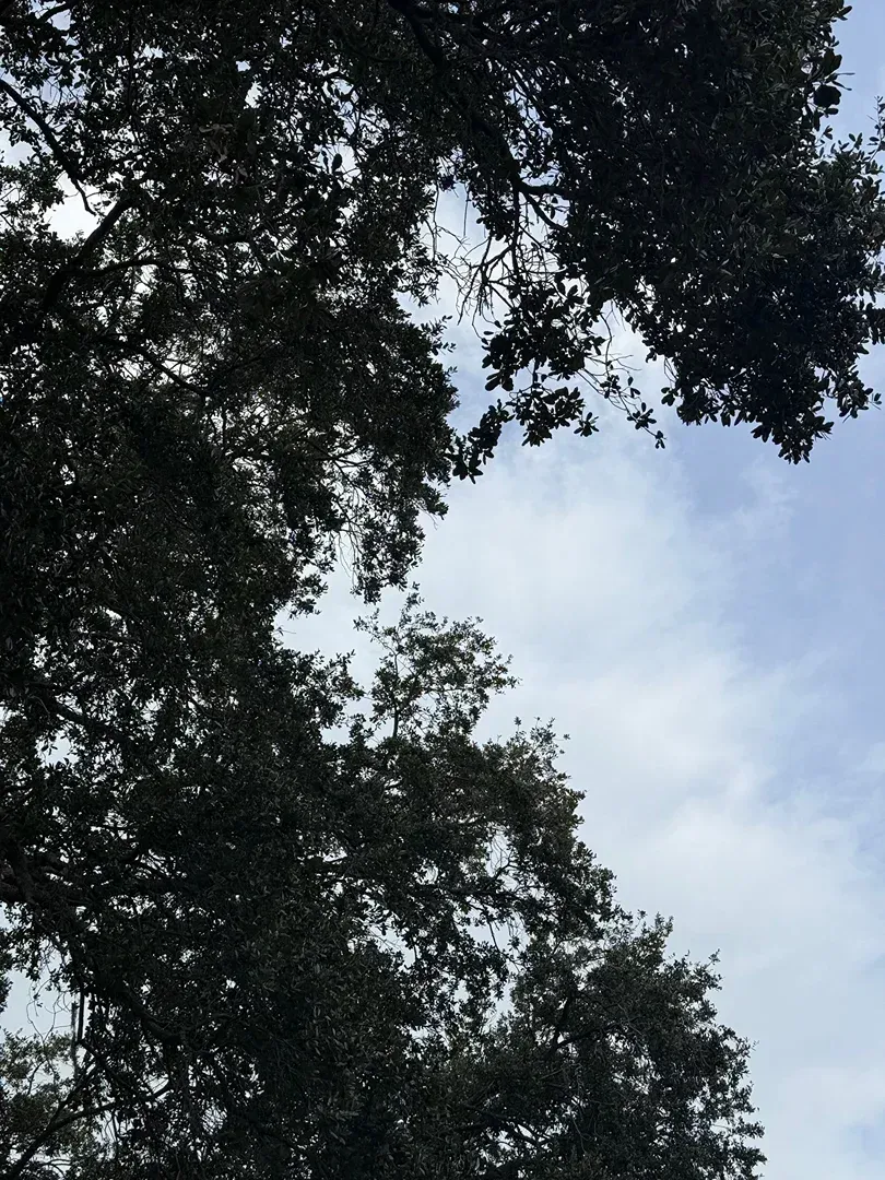 Tree canopy framing a cloudy blue sky