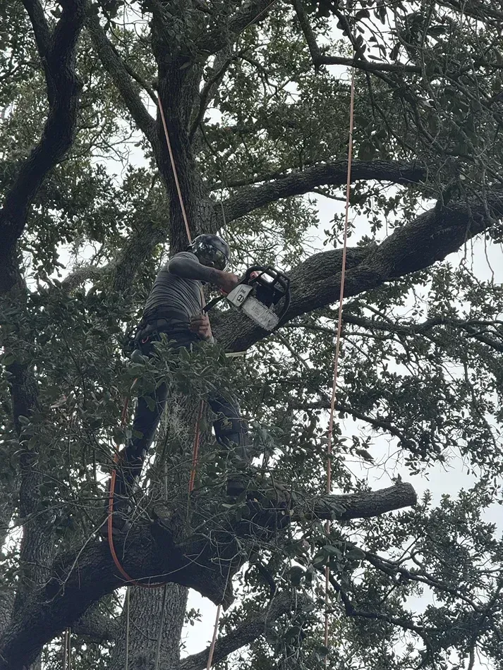 Two arborists in safety gear prune a large tree using ropes and a chainsaw.