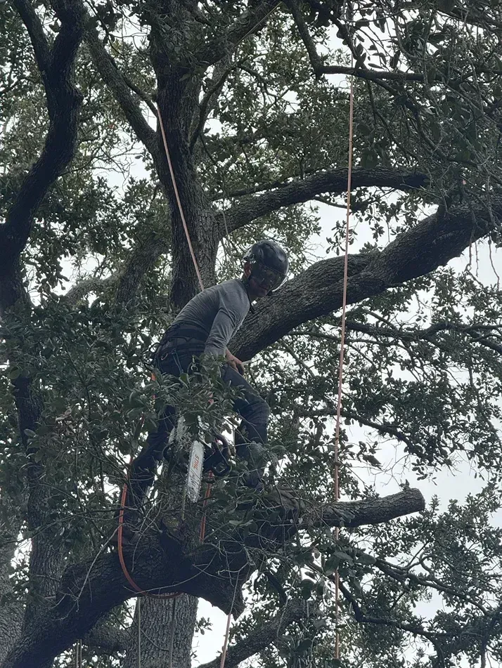 Person climbing a large tree using a rope, surrounded by dense branches and leaves.