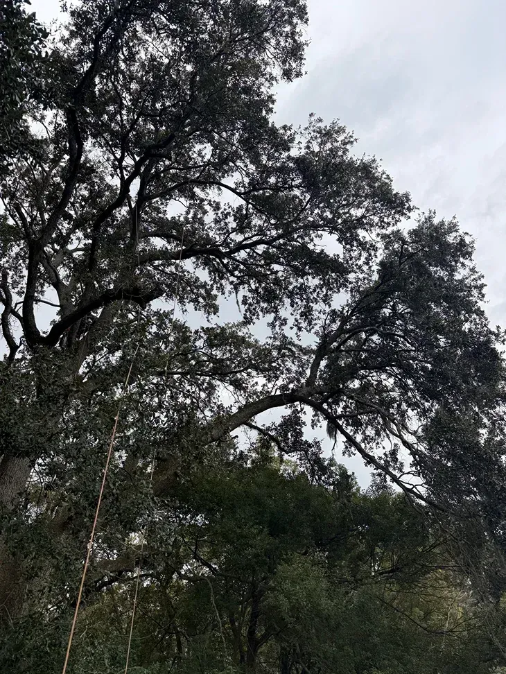 Tall trees with dense dark green foliage against an overcast gray sky