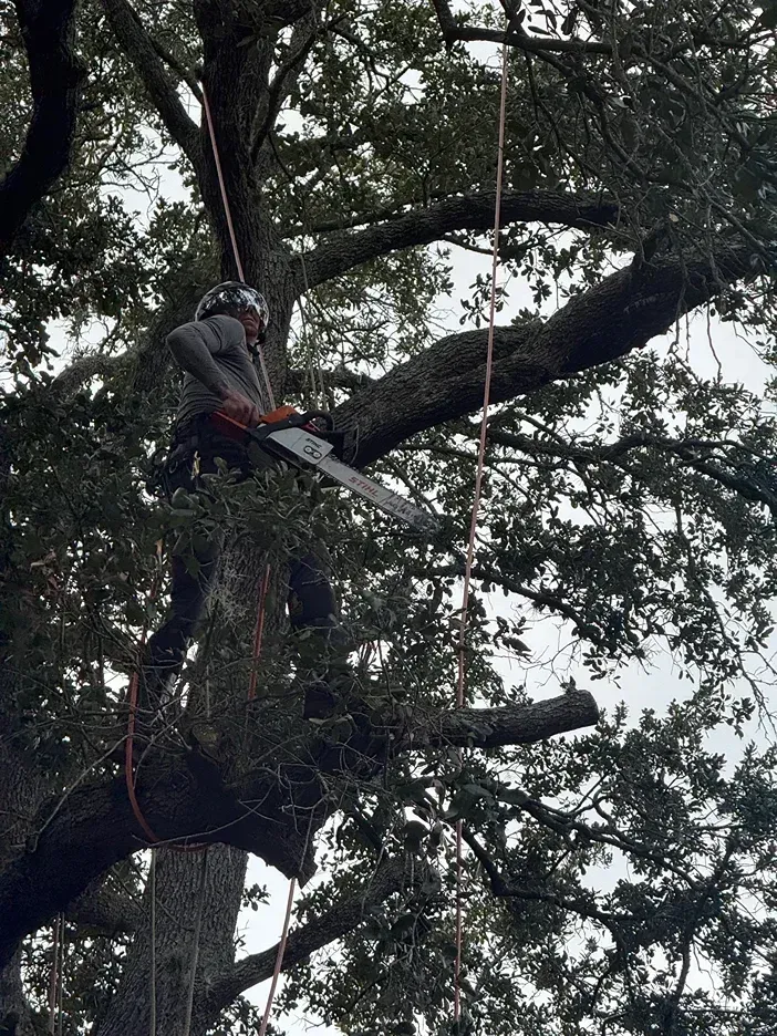 Worker trimming a large tree branch with a chainsaw while secured by ropes.