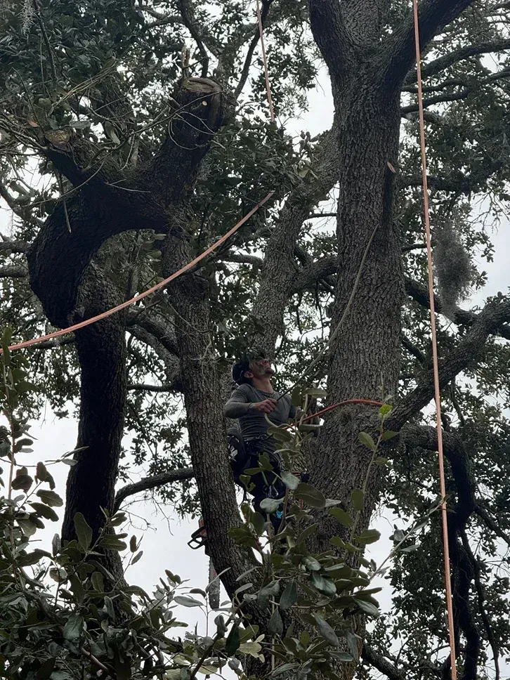 Worker climbing a tree with ropes in a dense forest canopy