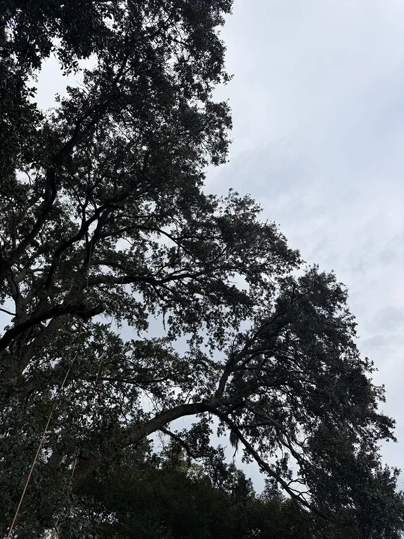 Tall trees silhouetted against a cloudy gray sky