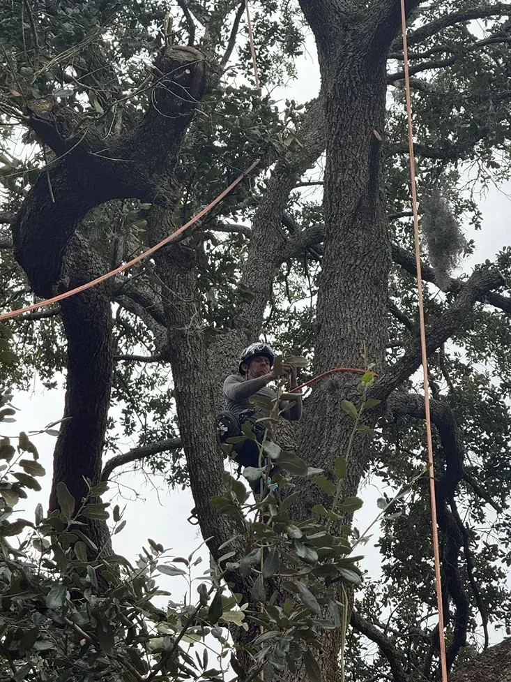 Person climbing a large tree with ropes in a wooded area