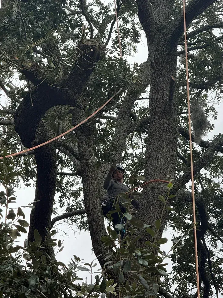 Climber among tall trees on ropes in a forest, reaching up on a suspended line.