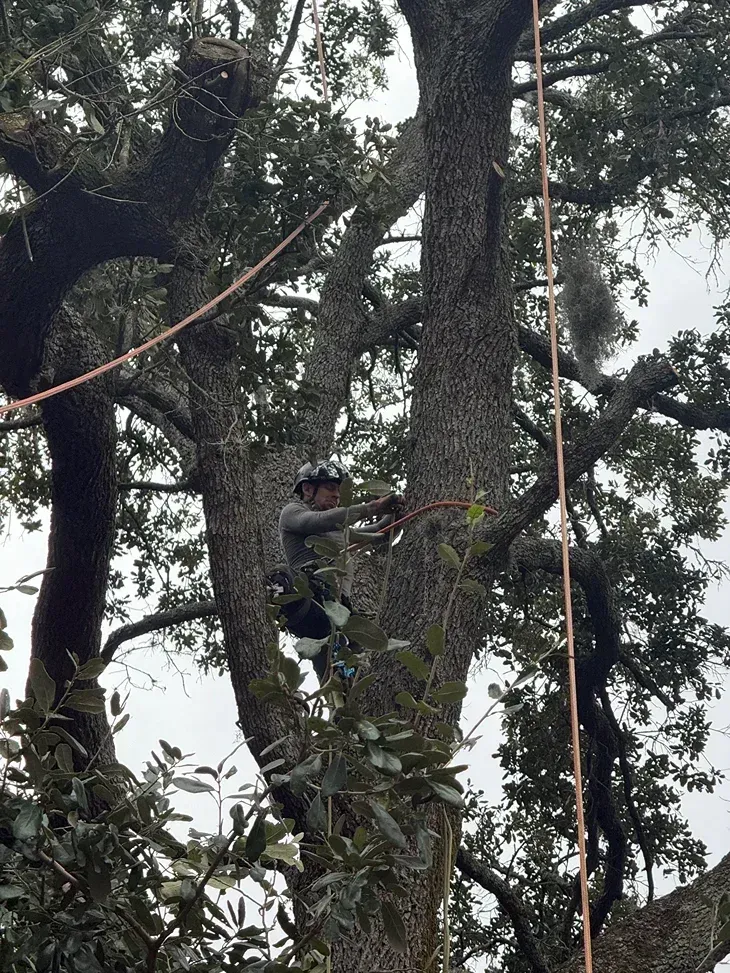 Person climbing a rope amid tall trees in a forest.