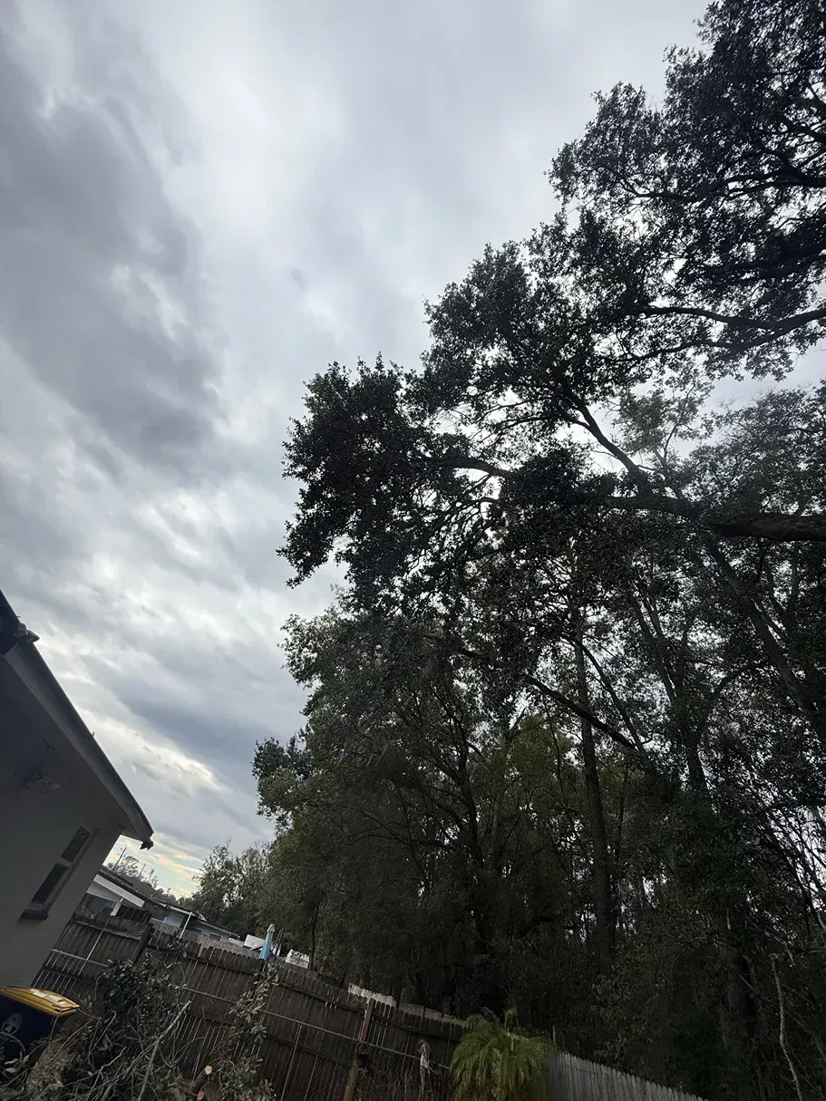 Cloudy sky over tall trees beside a house and fence