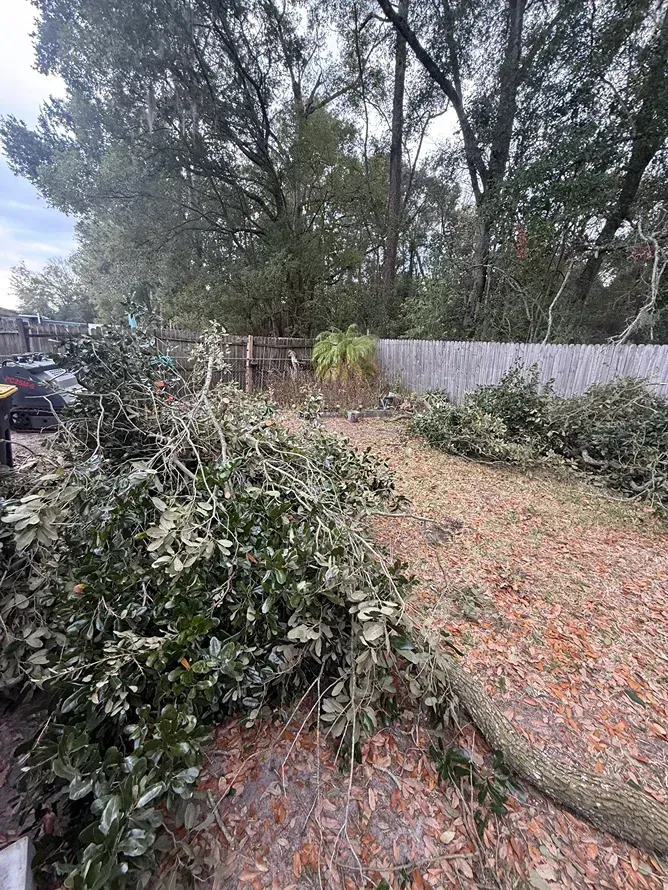 Piles of trimmed branches beside a fence on a roadside, with trees and parked cars in the background