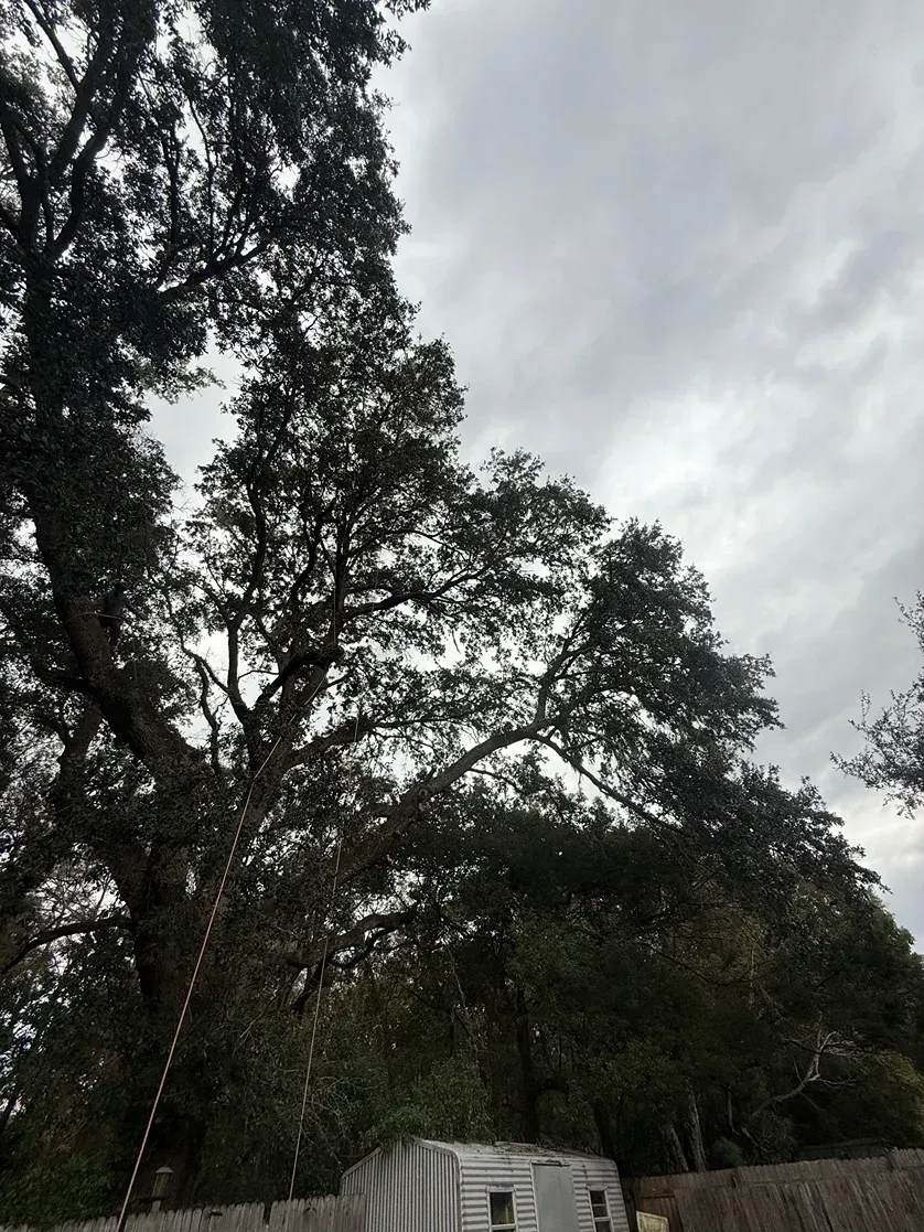 Tall trees over a paved road under a cloudy sky, with a diagonal utility pole in the foreground