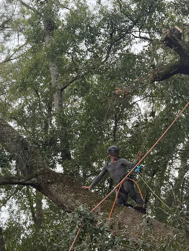 Person wearing a helmet and harness among tree branches, high in a large leafy tree.