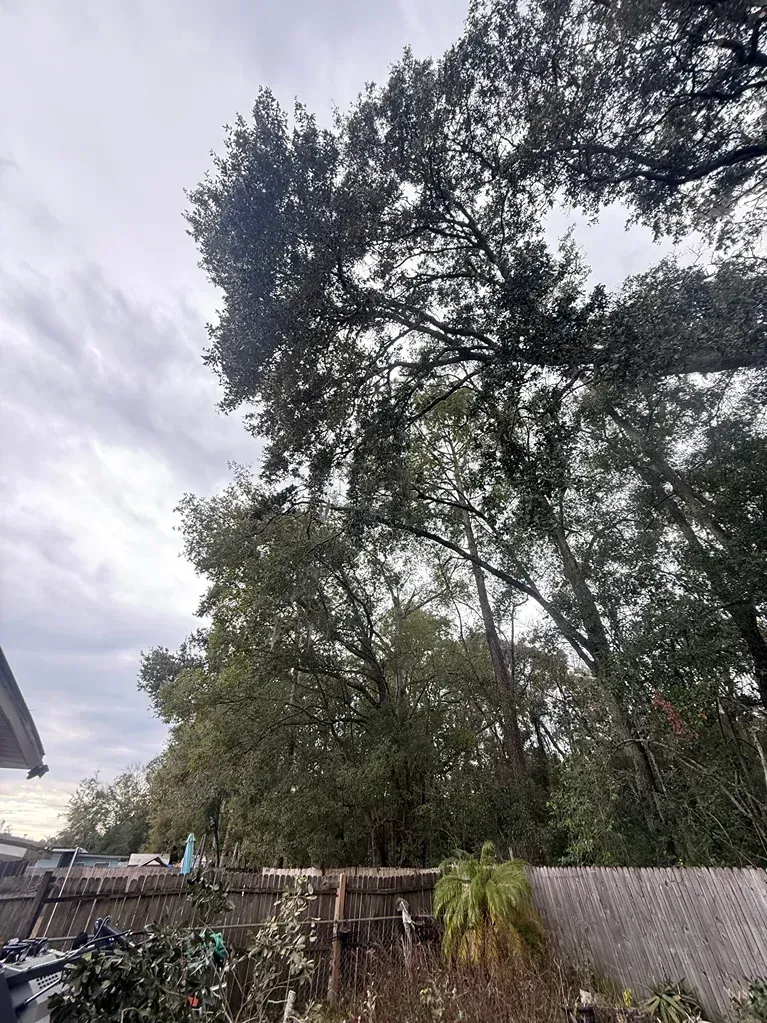 Tall trees over a fenced backyard under a cloudy sky, with a house roof at left