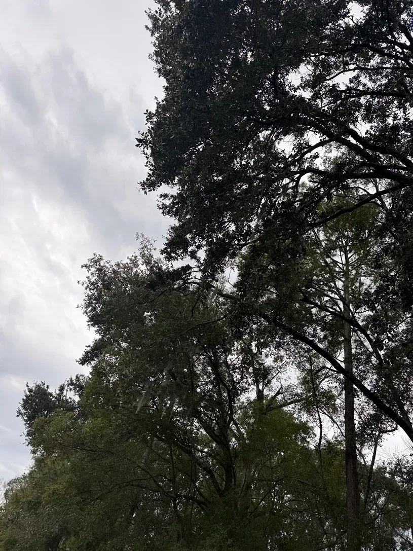 Tall leafy trees against a cloudy gray sky
