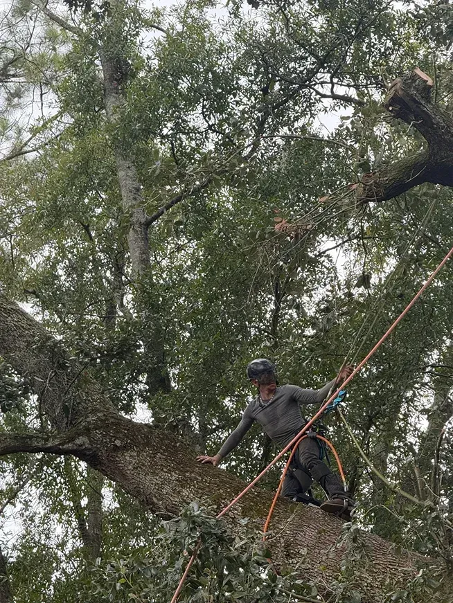 Arborist in safety gear climbing a large tree with ropes