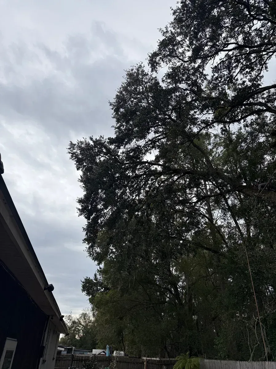 Cloudy sky over tall trees beside a dark-roofed building on the left.