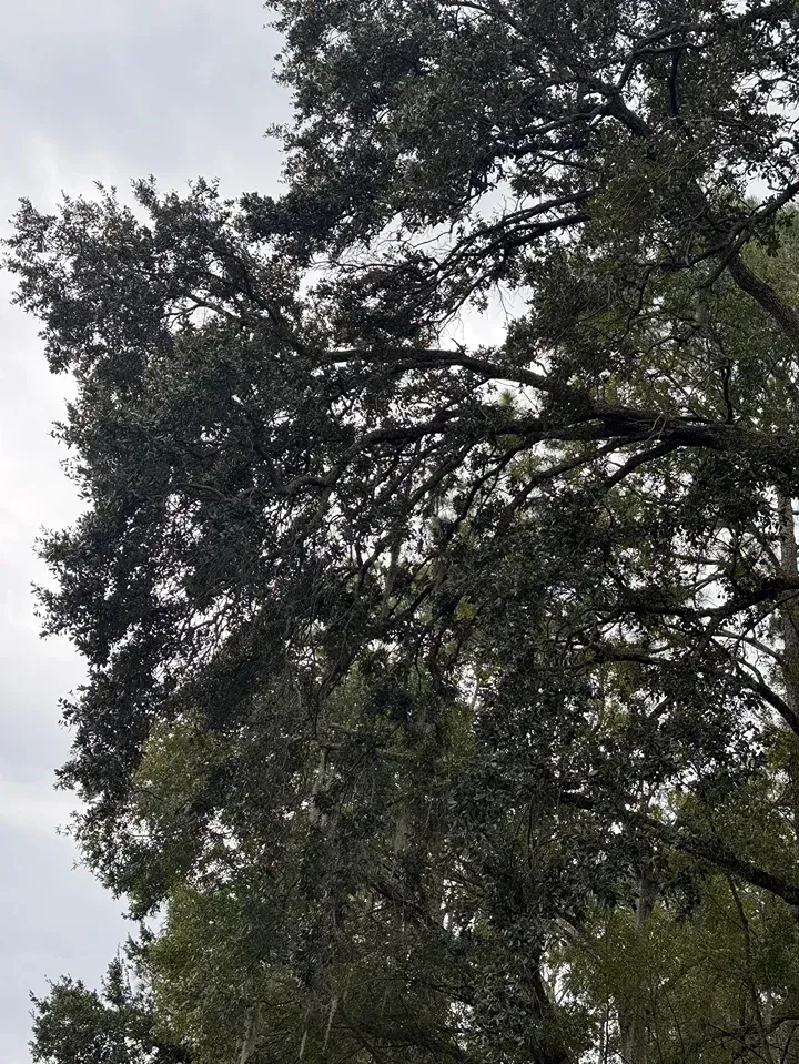 Tree branches and dark green leaves against a cloudy gray sky