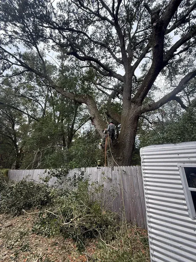 Person climbing a large tree behind a wooden fence beside a white-sided building