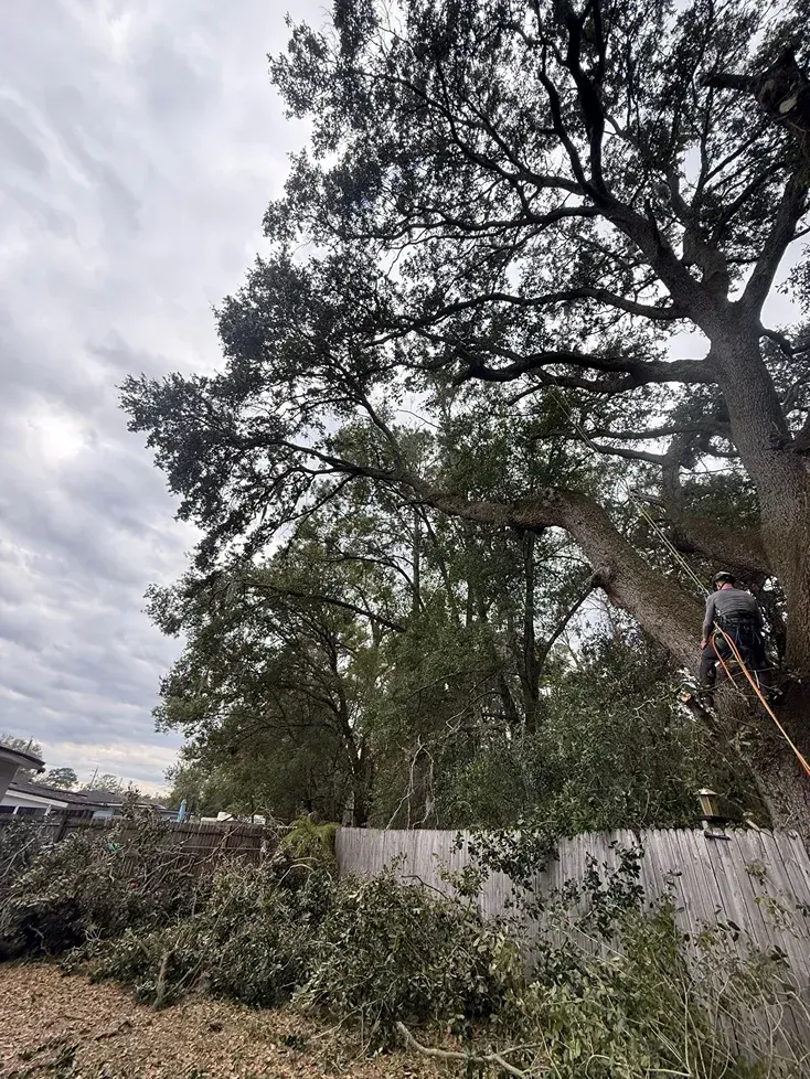 Large tree and fallen branches beside a white fence under a cloudy sky, with a person on the right.