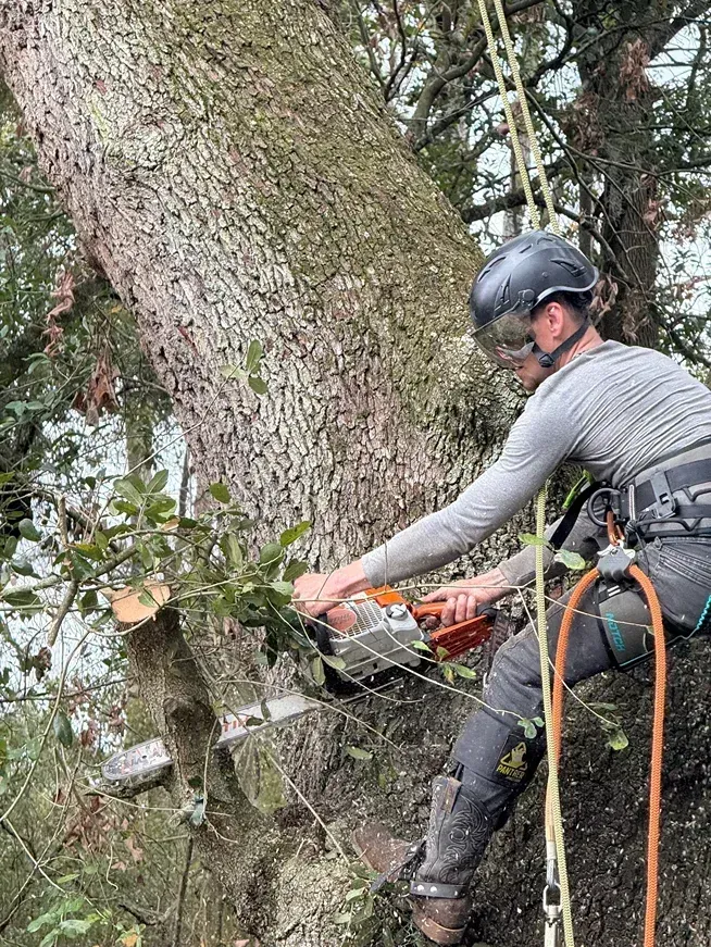 Worker using a chainsaw to cut a large tree trunk on a wooded hillside