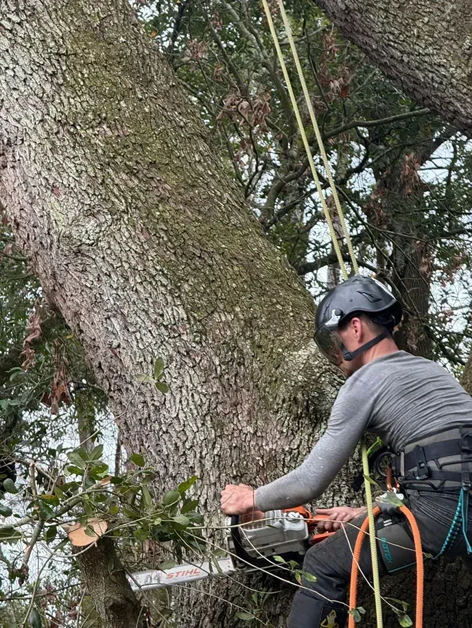 Worker in a helmet trimming a large tree branch with a chainsaw and climbing ropes.