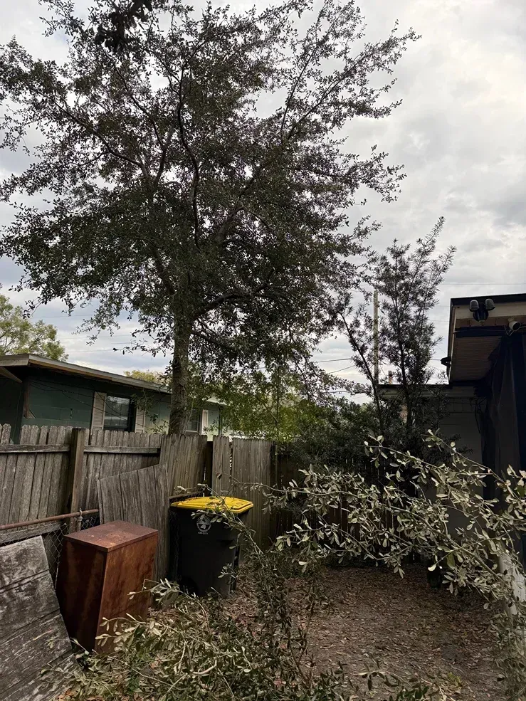 Backyard with a large tree, wooden fence, trash bins, and a small shed under a cloudy sky