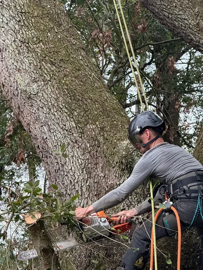 Arborist in helmet using a chainsaw to cut a large tree trunk outdoors