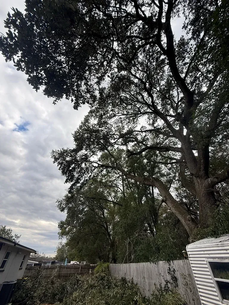Tall trees over a fenced backyard with cloudy sky and a house roof edge.