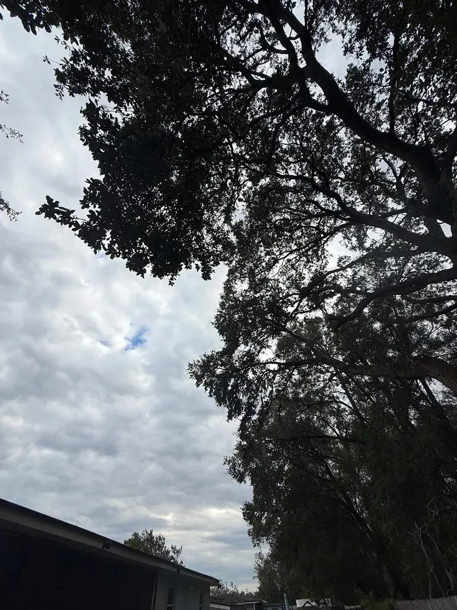 Cloudy sky framed by dark tree branches above a rooftop and distant landscape.