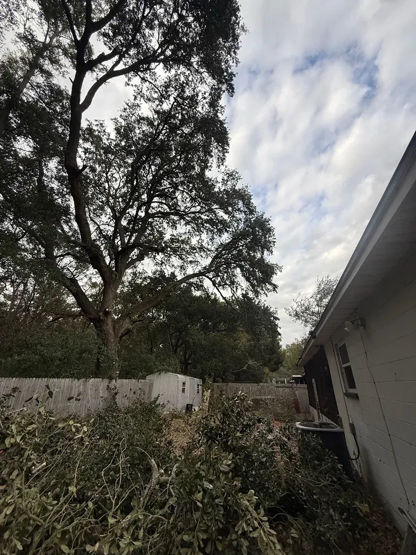 Backyard with tall trees, a white wall, and a house roof under a cloudy sky