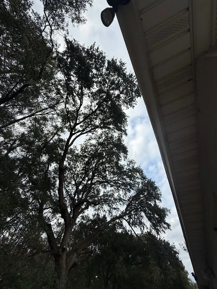 Tall trees beside a house roof under a cloudy sky