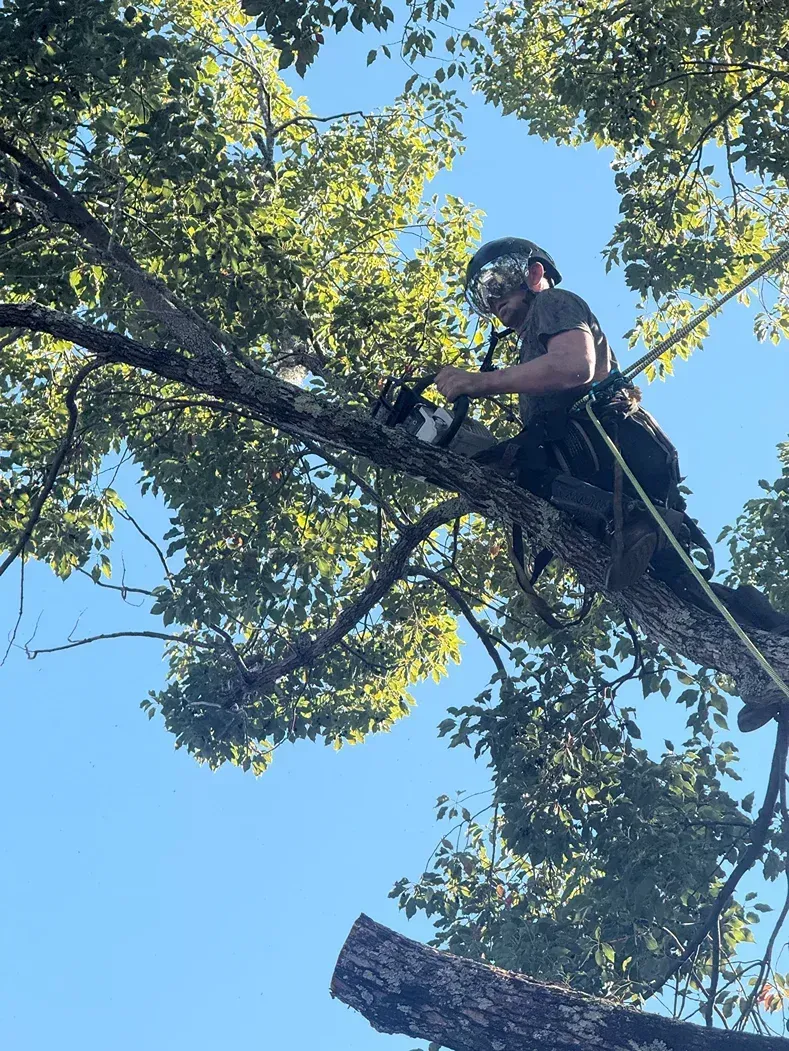 Person wearing a helmet and harness climbing a tree among green branches under a blue sky