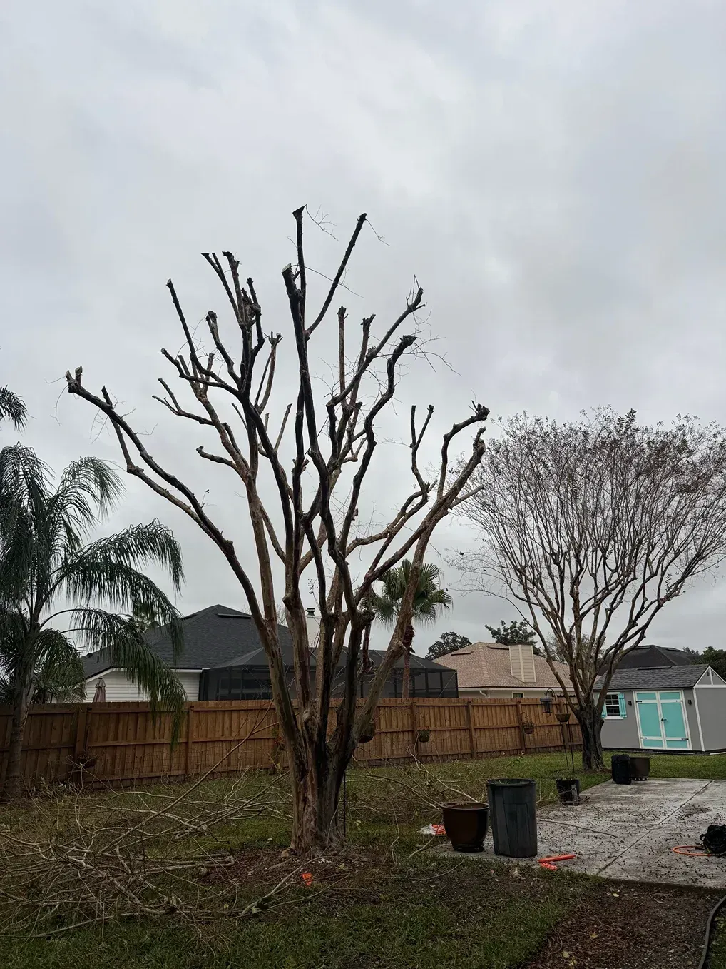 Pruned leafless tree in a backyard, with a palm tree, fence, trash bin, and overcast sky.