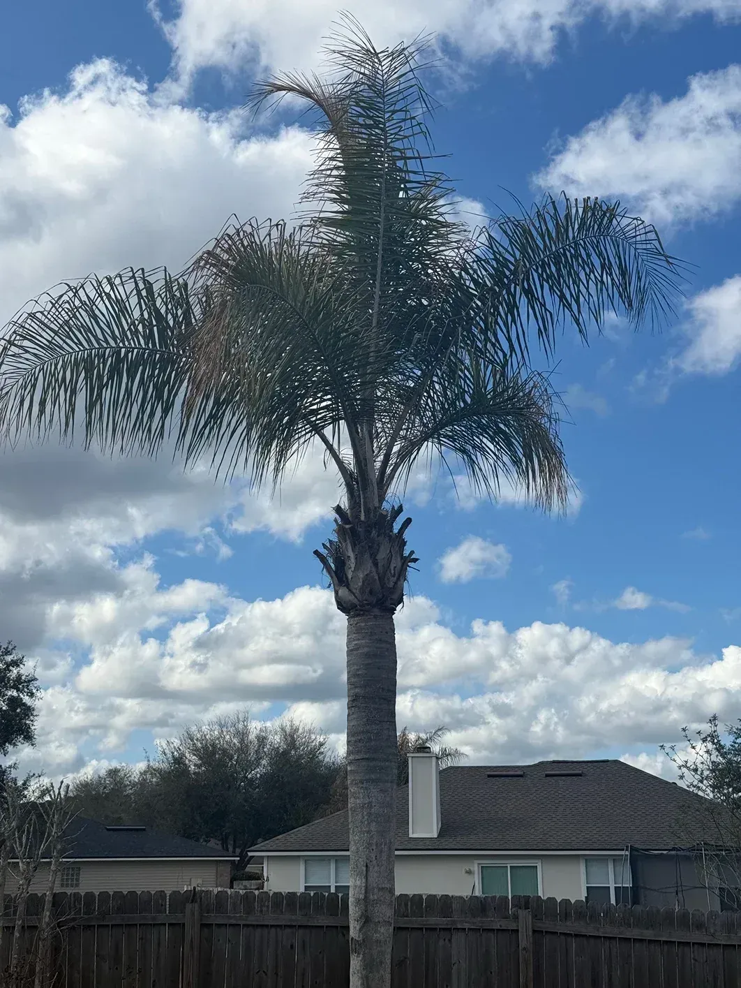 Tall palm tree in front of suburban houses under a partly cloudy blue sky