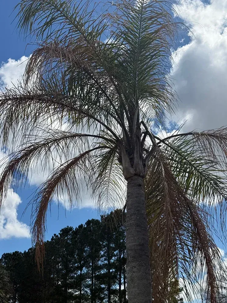 Tall palm tree with drooping fronds against a blue sky with clouds