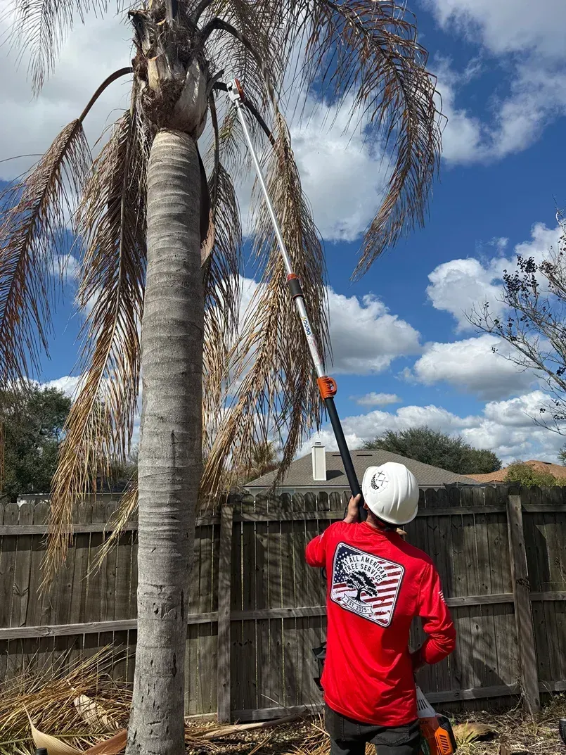 Person in red shirt using a long tool to trim a tall palm tree in a backyard under a blue sky.
