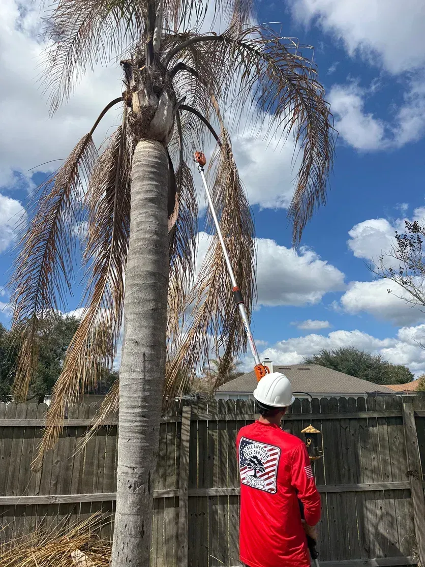 Person in a red shirt and white hard hat standing by a drooping palm tree in a backyard.