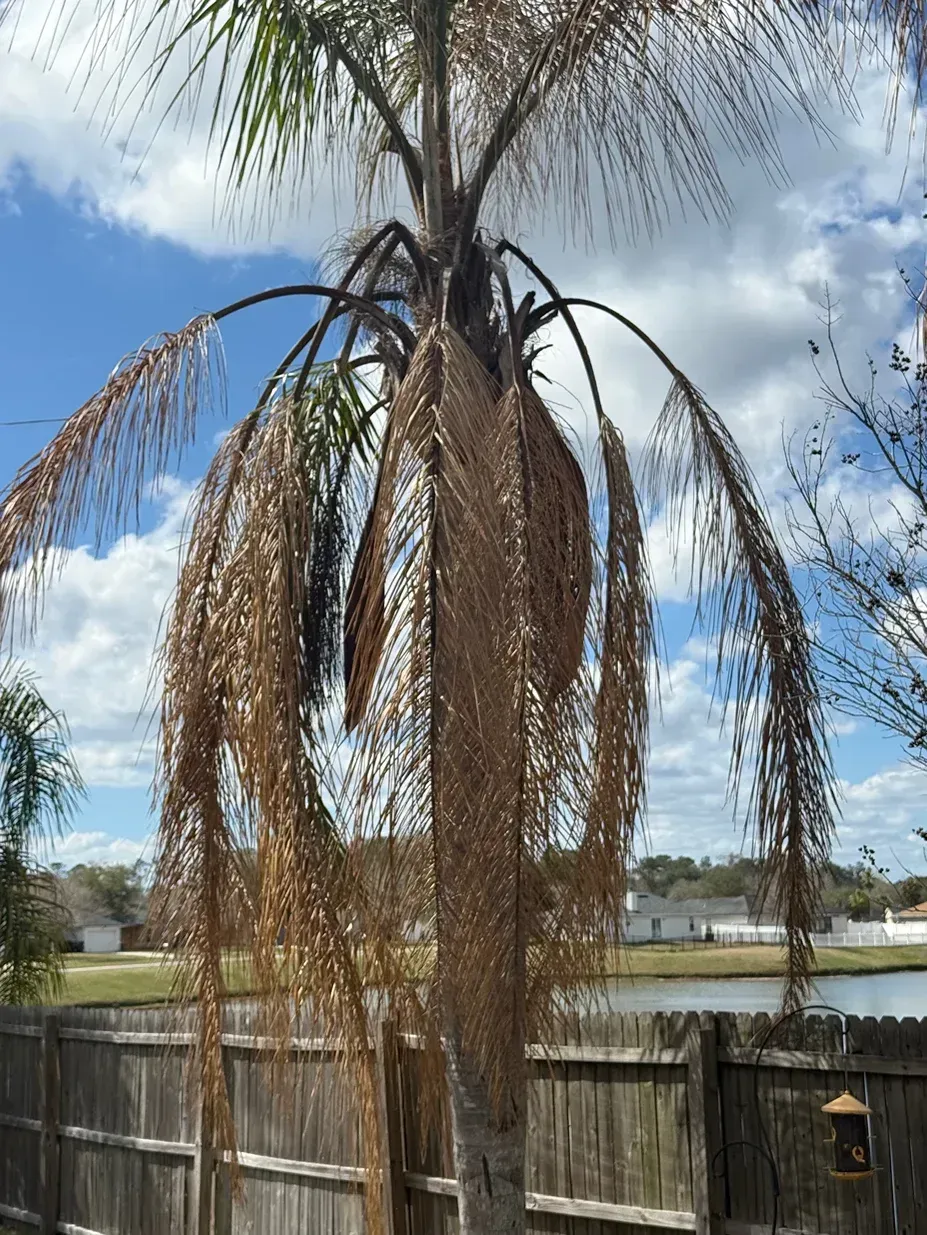Dead palm tree with drooping brown fronds over a wooden fence near a pond under a cloudy sky