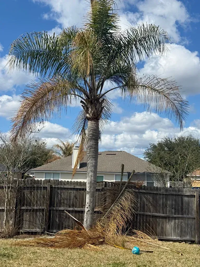 Palm tree with brown fronds in a backyard, near a wooden fence and a blue ball under a cloudy sky