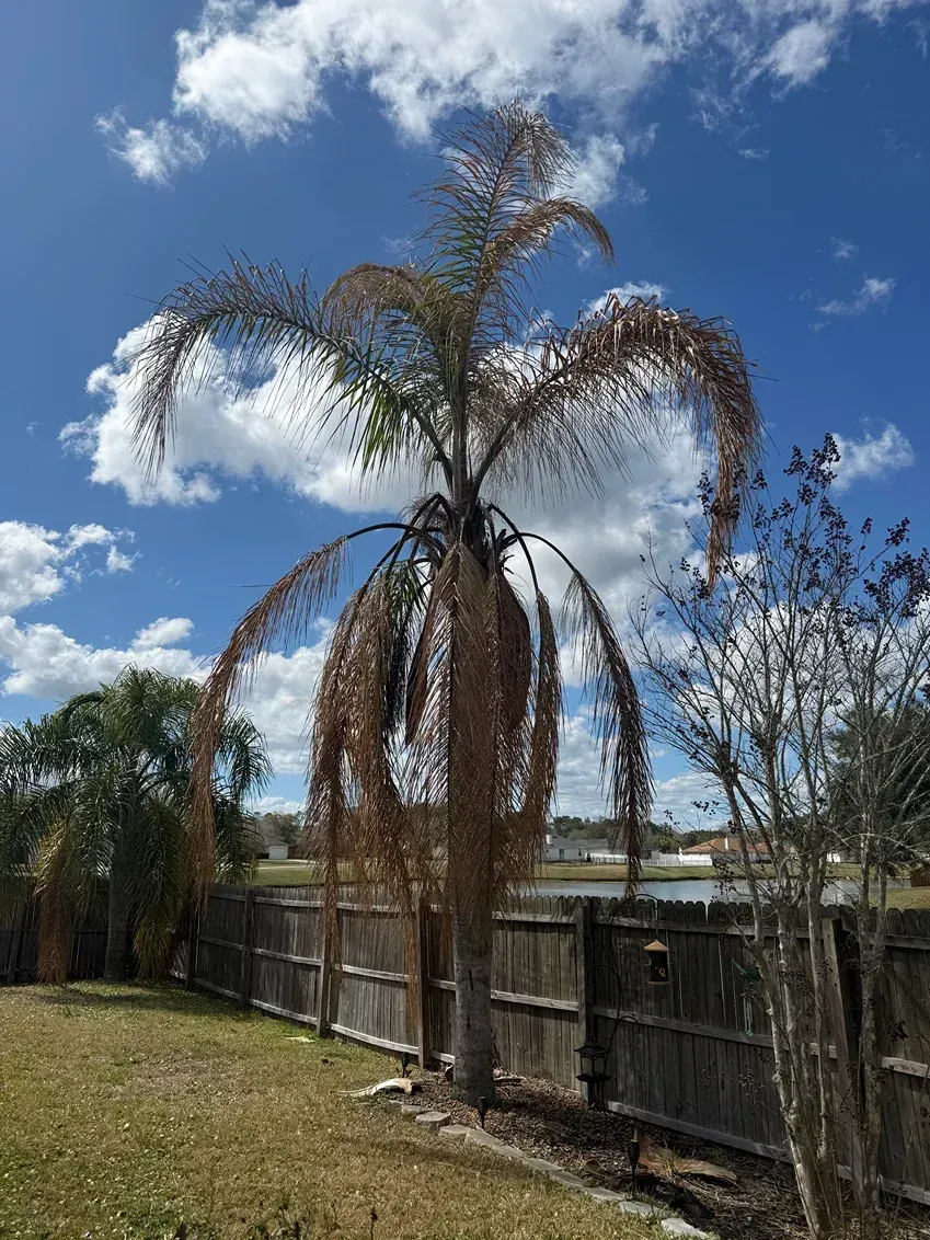 Tall palm tree with drooping fronds beside a wooden fence under a blue, cloudy sky.