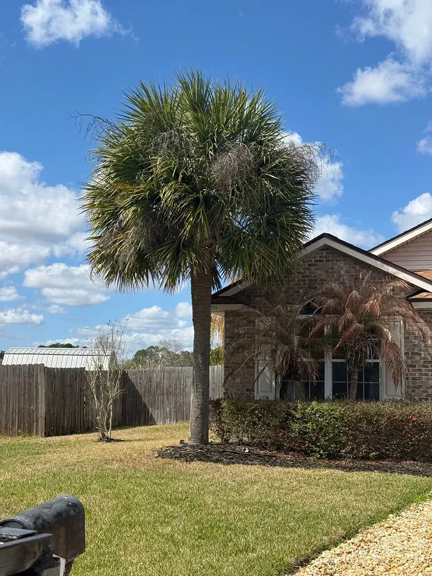Tall palm tree beside a brick house with a lawn under a blue sky with clouds