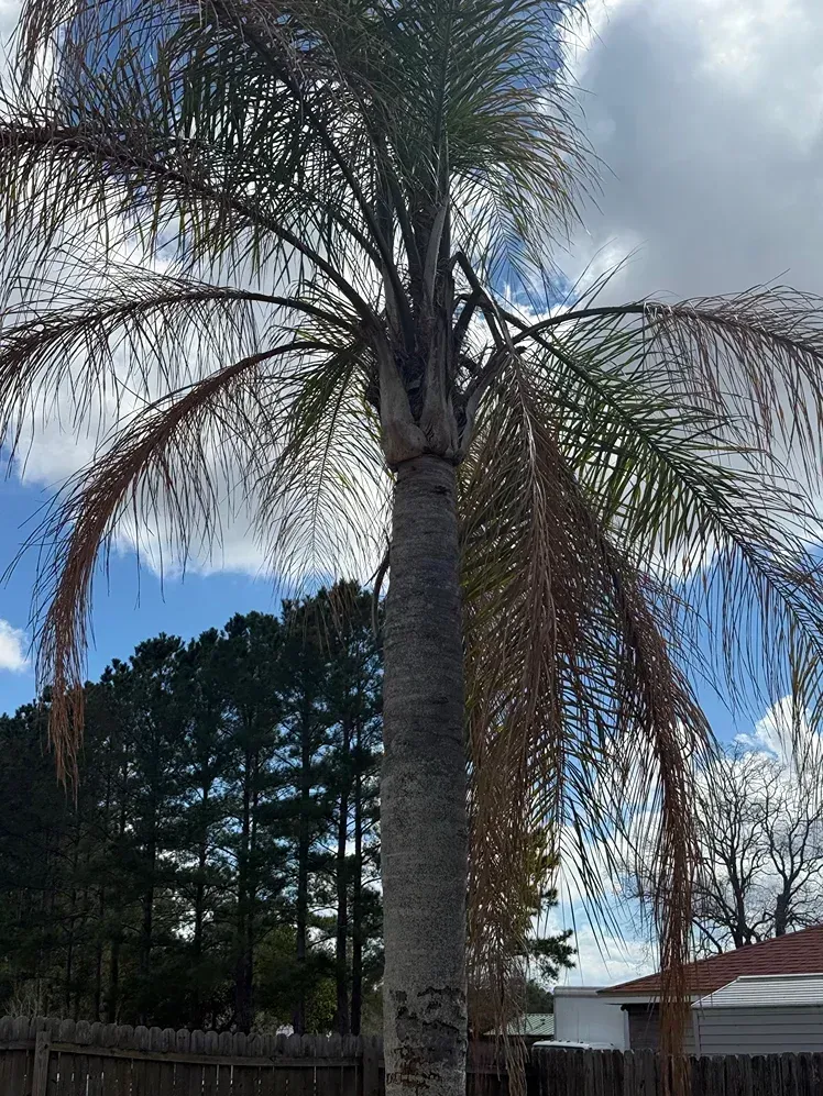 Tall palm tree in a yard with pine trees, a house roof, and a partly cloudy blue sky.