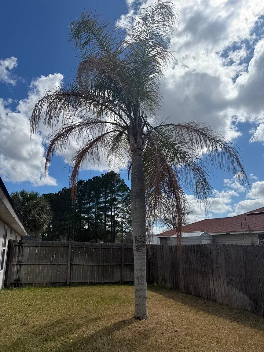 A lone palm tree in a fenced backyard under a partly cloudy blue sky.